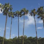 Outdoor Orlando Wedding Day